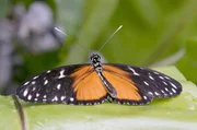 Schmetterlinge nutzen ultraviolettes Licht zur Verständigung, indem sie es auf ihren Flügeln fluoreszieren. Schmetterlinge nutzen ultraviolettes Licht zur Verständigung, indem sie es auf ihren Flügeln fluoreszieren.