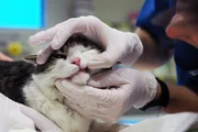 Tierärztin 24/7 Der Alltag in der Tierarztpraxis ist nicht immer einfach. Tiere können nicht sagen wo es weh tut. Tierärztin 24/7 Der Alltag in der Tierarztpraxis ist nicht immer einfach. Tiere können nicht sagen wo es weh tut.