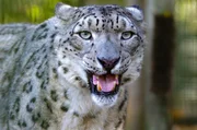 Wild- und Hauskatzen geben Pheromone in die Luft ab, um miteinander zu kommunizieren. Wild- und Hauskatzen geben Pheromone in die Luft ab, um miteinander zu kommunizieren.