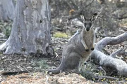 Bis heute wissen Forscher wenig &uuml;ber die Gewohnheiten des Westliche Irmawallabys in Australien.