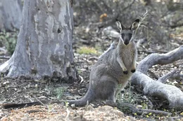 Bis heute wissen Forscher wenig &uuml;ber die Gewohnheiten des Westliche Irmawallabys in Australien.