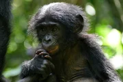 Bonobo-Nachwuchs Vanille.