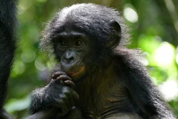 Bonobo-Nachwuchs Vanille.