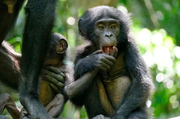 Bonobo-Nachwuchs Pistache und Vanille. Weiteres Bildmaterial finden Sie unter www.br-foto.de.