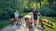 Anna und Willi (Wilhelm Mateja) gehen mit sieben Rhodesian Ridgebacks Gassi. Anna und Willi (Wilhelm Mateja) gehen mit sieben Rhodesian Ridgebacks Gassi.