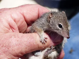 Die &auml;u&szlig;erst seltene Sprenkelbeutelmaus bewohnt vorwiegend zwei abgelegene Inseln vor der K&uuml;ste von Westaustralien.