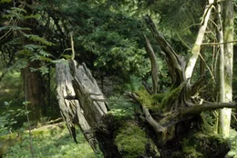Im Paterzeller Eibenwald bleibt die Natur weitgehend sich selbst &uuml;berlassen. Totholz wird nicht aus dem Wald geschafft, sondern darf an Ort und Stelle verwittern. Dieser Baumstumpf bietet Lebensraum f&uuml;r zahlreiche Pflanzen und Kleintiere.