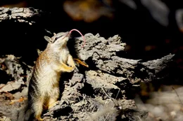 Ein Numbat zeigt Zunge: Das kleine Beuteltier ern&auml;hrt sich ausschlie&szlig;lich von Termiten, die es mit seiner langen, klebrigen Zunge f&auml;ngt.