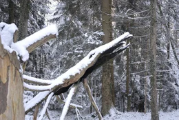 Die "Feuereibe" im Winter. Seit Jahren bewacht die ausgebrannte Krone der ehemals &auml;ltesten Eibe im Wald wie ein Fabelwesen diese Lichtung. F&uuml;r die einen ist sie "das Krokodil", andere sehen in der bizarren Skulptur eine Riesenkrake.