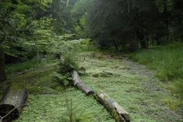 Jahrhunderte lang vom Wasser &uuml;bersp&uuml;lt hat sich auf dieser Lichtung im Hang eine Sinterterrasse aus Kalktuff gebildet. Tuff liegt im gesamten Wald unter einer d&uuml;nnen Humusschicht verborgen und bietet den Eiben hervorragende Wachstumsbedingungen.