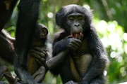 Bonobo-Nachwuchs Pistache und Vanille. Weiteres Bildmaterial finden Sie unter www.br-foto.de.