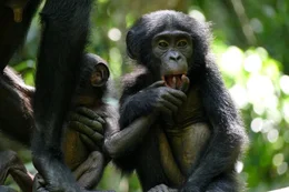 Bonobo-Nachwuchs Pistache und Vanille. Weiteres Bildmaterial finden Sie unter www.br-foto.de.