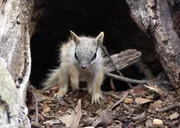 Ein junger Numbat wagt sich aus dem sicheren Bau, um Tageslicht und Frischluft zu schnuppern.