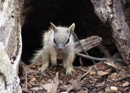 Ein junger Numbat wagt sich aus dem sicheren Bau, um Tageslicht und Frischluft zu schnuppern.