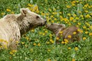 Das Familienleben der Braunbären in den Gebirgen Zentralasiens ist noch nie vorher gefilmt worden. Die Tien Shan-Berge oder "Himmelsberge" sind in vielen Teilen noch eine schwer zugängliche Wildnis. - Zwei Jahre wandern die Braunbär-Jungen mit ihrer Mutter durch die Wildnis und lernen von ihr. Das Familienleben der Braunbären in den Gebirgen Zentralasiens ist noch nie vorher gefilmt worden. Die Tien Shan-Berge oder "Himmelsberge" sind in vielen Teilen noch eine schwer zugängliche Wildnis. - Zwei Jahre wandern die Braunbär-Jungen mit ihrer Mutter durch die Wildnis und lernen von ihr.