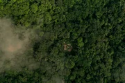Obwohl Bonobos unsere nächsten Verwandten sind, wissen wir wenig über sie. Eine junge Forscherin, Leveda Cheng, will im tiefen Dschungel des Kongos die Gruppendynamik der wild lebenden Tiere enträtseln. Obwohl Bonobos unsere nächsten Verwandten sind, wissen wir wenig über sie. Eine junge Forscherin, Leveda Cheng, will im tiefen Dschungel des Kongos die Gruppendynamik der wild lebenden Tiere enträtseln.