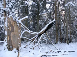 rbb Fernsehen &Uuml;BERLEBENSK&Uuml;NSTLER IM ZAUBERWALD, "Die Eiben von Paterzell", Film von Kai Schubert, am Mittwoch (09.05.12) um 15:15 Uhr. Die "Feuereibe" im Winter. Seit Jahren bewacht die ausgebrannte Krone der ehemals &auml;ltesten Eibe im Wald wie ein Fabelwesen diese Lichtung. F&uuml;r die einen ist sie "das Krokodil", andere sehen in der bizarren Skulptur eine Riesenkrake.