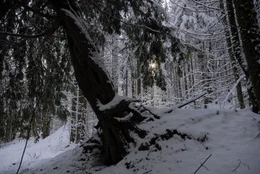 Eiben imponieren oft durch eine bizarre Wuchsform - und provozieren assoziierte Vergleiche mit Lebewesen. Aufgrund ihrer ungew&ouml;hnlichen Wurzelformation haben wir diesem alten Baum den Spitznamen "hockendes Weib" verliehen.