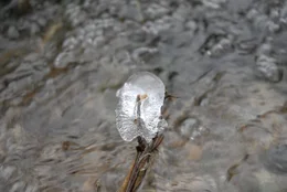 Hunderte von Wasserl&auml;ufen und B&auml;chen durchziehen den Eibenwald. Wenn es im Winter lange genug kalt ist, erstarrt der Wald vielerorts in ebenso bizarrer wie verg&auml;nglicher Eiskunst.