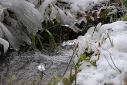 Hunderte von Wasserl&auml;ufen und B&auml;chen durchziehen den Eibenwald. Wenn es im Winter lange genug kalt ist, erstarrt der Wald vielerorts in ebenso bizarrer wie verg&auml;nglicher Eiskunst.