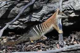 Woran erkennt man einen Numbat? Gestreiftes Fell am Rumpf, Punkte weiter vorne, mit einem Schwanz wie eine Feder: Auf jeden Fall eines der auff&auml;lligsten r&auml;uberischen Beuteltiere.