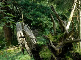 Im Paterzeller Eibenwald bleibt die Natur weitgehend sich selbst &uuml;berlassen. Totholz wird nicht aus dem Wald geschafft, sondern darf an Ort und Stelle verwittern. Dieser Baumstumpf bietet Lebensraum f&uuml;r zahlreiche Pflanzen und Kleintiere.
