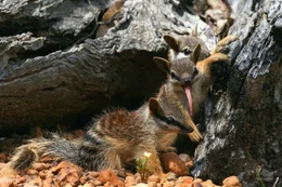 Junge Numbats im Alter von etwa sechs Monaten &ndash; die Kleinen wagen sich schon allein aus dem Bau. Bis zu vier Jungtiere bringt eine Mutter pro Wurf zu Welt.