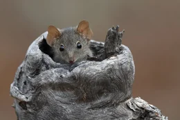 Das M&auml;nnchen der Gelbfu&szlig;-Beutelmaus hast es eilig: Es lebt nur ein Jahr lang, stirbt bald nach der Paarung mit einem Weibchen.