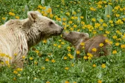 Zwei Jahre wandern die Braunbär-Jungen mit ihrer Mutter durch die Wildnis und lernen von ihr. Zwei Jahre wandern die Braunbär-Jungen mit ihrer Mutter durch die Wildnis und lernen von ihr.
