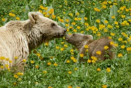 Zwei Jahre wandern die Braunb&auml;r-Jungen mit ihrer Mutter durch die Wildnis und lernen von ihr.