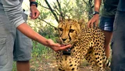 Der verletzte Gepard Pride wird per GPS gesucht und gefunden. (SWR Dokuserie "Das Waisenhaus für wilde Tiere" - Folge: "Abenteuer Afrika") Der verletzte Gepard Pride wird per GPS gesucht und gefunden. (SWR Dokuserie "Das Waisenhaus für wilde Tiere" - Folge: "Abenteuer Afrika")