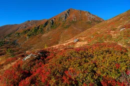 Herbst Schwarzbeerstauden.