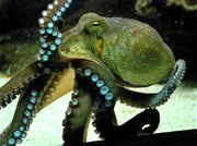 Hier schwimmt ein Schlaumeier. Kraken zählen zu den intelligentesten Unterwassertieren. Der große Kraken-IQ-Test - in der neusten Folge von Eisbär, Affe & Co. Hier schwimmt ein Schlaumeier. Kraken zählen zu den intelligentesten Unterwassertieren. Der große Kraken-IQ-Test - in der neusten Folge von Eisbär, Affe & Co.