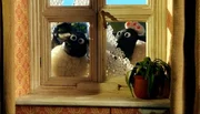 Beim Fensterputz bekommen die Schafe schnell wieder den Durchblick.