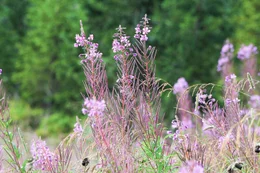 Waldweidenr&ouml;schen (Epilobium Angustifolium).