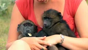 Janine hat eine besonders verständnisvolle Beziehung zu den sonst eher stürmischen jungen Pavianen aufgebaut. Janine hat eine besonders verständnisvolle Beziehung zu den sonst eher stürmischen jungen Pavianen aufgebaut.