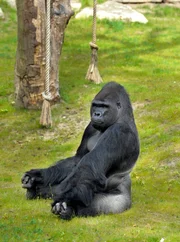Gorilla Ivo Gorilla Ivo