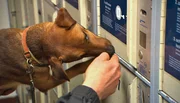 Spürnase Rufus soll Schließfächer am Hamburger Hauptbahnhof nach Sprengstoff absuchen. Spürnase Rufus soll Schließfächer am Hamburger Hauptbahnhof nach Sprengstoff absuchen.