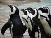 Hier drängeln sich die Brillenpinguine. Ob's Futter gibt? Die Frackträger zählen ganz klar zu den Publikumslieblingen in der Stuttgarter Wilhelma. Hier drängeln sich die Brillenpinguine. Ob's Futter gibt? Die Frackträger zählen ganz klar zu den Publikumslieblingen in der Stuttgarter Wilhelma.