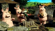 Auf die Pl&auml;tze, fertig, Treffen! Die Schweine verdecken mit ihrem Matsch den ganzen Hof.