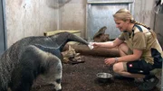 Dr. Nicole Schauerte mit einem Ameisenb&auml;ren; &uuml;ber diese weitgehend unerforschte Tierart hat sie ihre Doktorarbeit geschrieben.