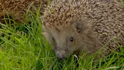 Igel