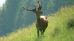 Hirsch.