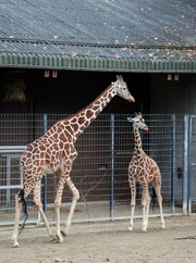 Abschied von Katavi. Der Giraffenbulle kommt in einen Zoo im Norden. Der Abschied fällt nicht nur den Giraffendamen schwer… Abschied von Katavi. Der Giraffenbulle kommt in einen Zoo im Norden. Der Abschied fällt nicht nur den Giraffendamen schwer…