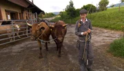 Anne Wiltafsky geht mit ihren Kühen trainiere. Anne Wiltafsky geht mit ihren Kühen trainiere.