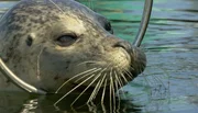Robbe Moe wartet im Rostocker Marine Science Center auf seinen n&auml;chsten Einsatz.