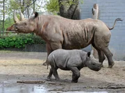 Die Spitzmaulnashörner Maburi und Kigoma. Die Spitzmaulnashörner Maburi und Kigoma.