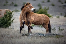 Die seltenen Przewalski-Pferde sind unter anderem auf der weiten Hochebene Causse M&eacute;jean in S&uuml;dfrankreich zu Hause.