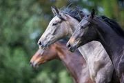 Drei junge Trakehner beobachten die Geschehnisse auf der Koppel, Murtal Drei junge Trakehner beobachten die Geschehnisse auf der Koppel, Murtal