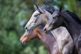 Drei junge Trakehner beobachten die Geschehnisse auf der Koppel, Murtal